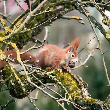 Apartment Tiny Haus 2 - Feige