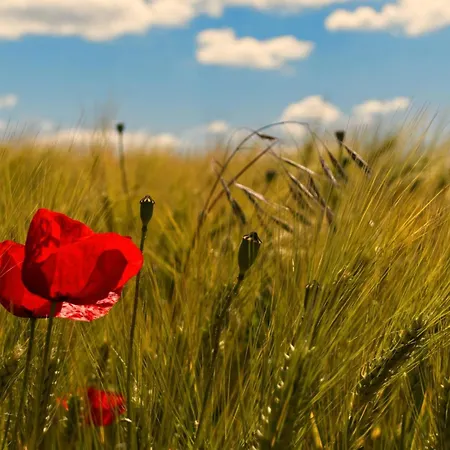 Apartment Tiny Haus 2 - Feige Kressbronn am Bodensee