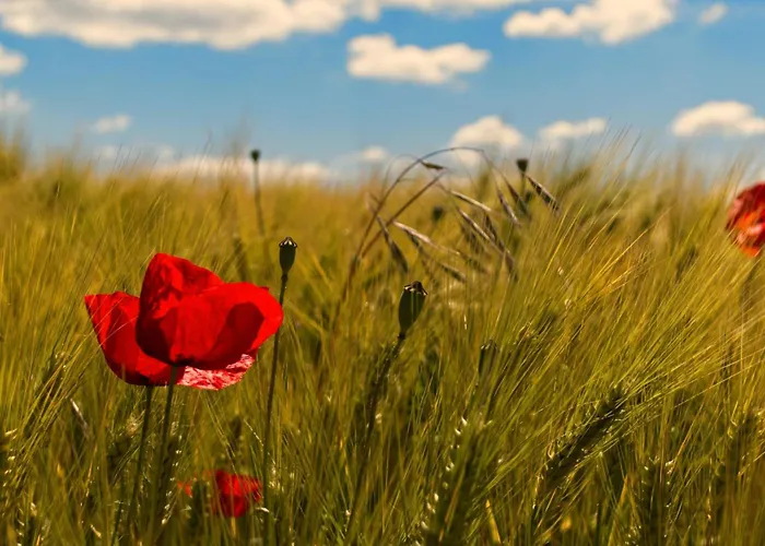 Lägenhet Tiny Haus 2 - Feige Kressbronn am Bodensee